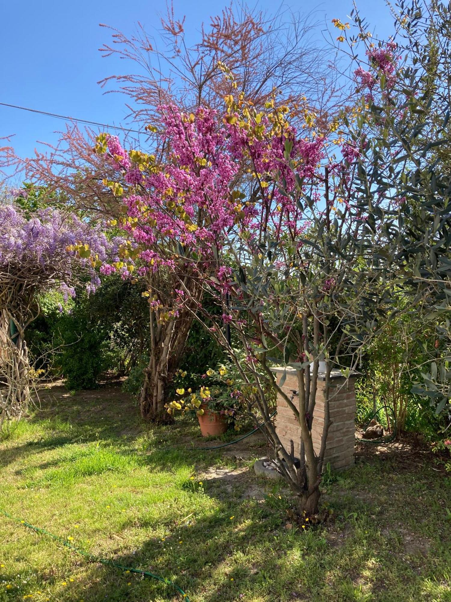 I Gatti E La Volpe B&B Budrio  エクステリア 写真
